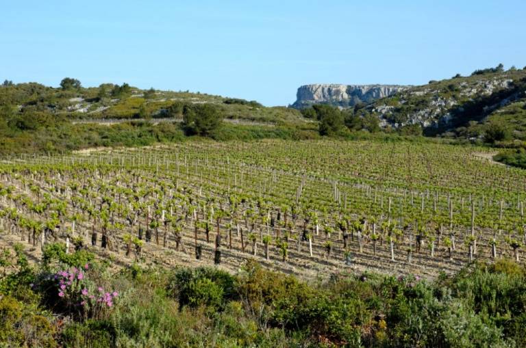 l42_Vignes dans le massif de la Clape 5.jpg